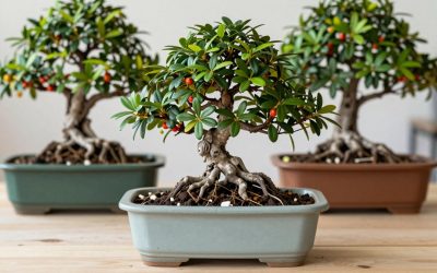 Best Bonsai Pots for Indoor Trees