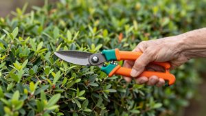 Best Hedge Trimmers for Tall Hedges and Hard-to-Reach Growth