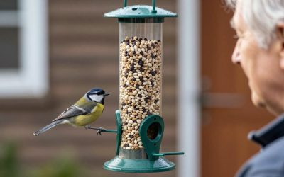 Best Smart Bird Feeders for Clear Bird Watching